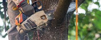 How Our Tree Care Process Works  in  Crown Heights, NY