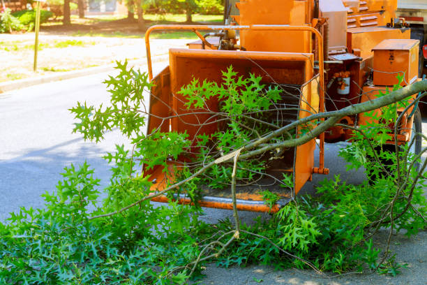 Best Stump Grinding and Removal  in Crown Heights, NY