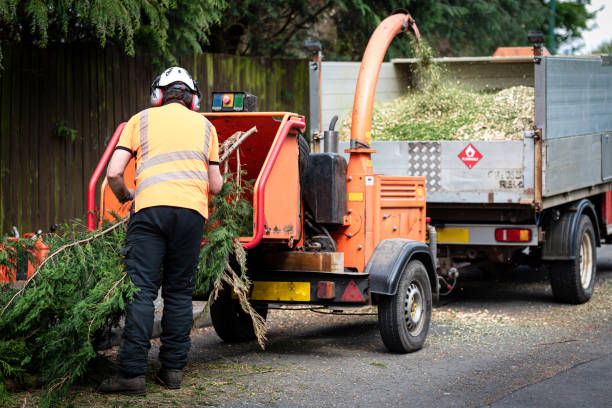 Best Tree Preservation Services  in Crown Heights, NY