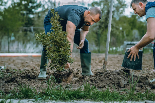 Best Weed Control  in Crown Heights, NY