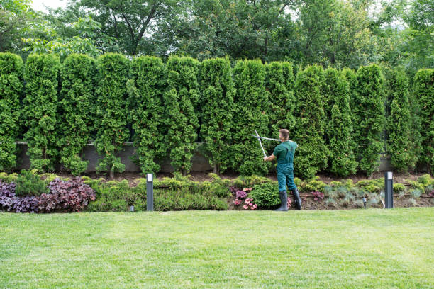 Grass Overseeding in Crown Heights, NY