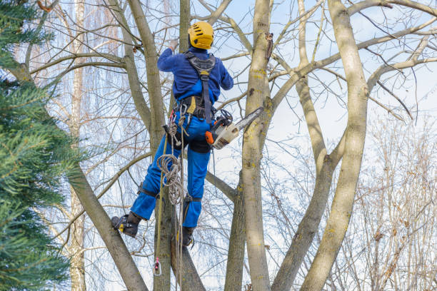 Reliable Crown Heights, NY Tree Removal Solutions