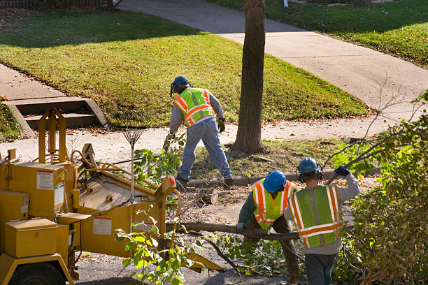 Best Hazardous Tree Removal  in Crown Heights, NY