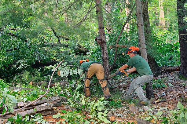  Crown Heights, NY Tree Removal Pros